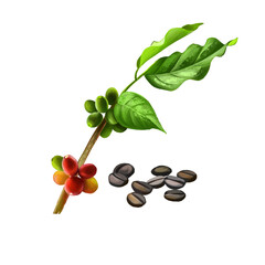 Branch of coffea tree isolated on white background. - obrazy, fototapety, plakaty