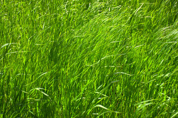 green grass swaying in the wind