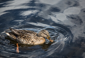 wild duck brown close-up in the grass 