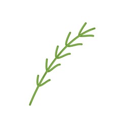 Sprig of fresh rosemary, fragrant herbs for cooking, vector clipart in flat style, isolate on white.