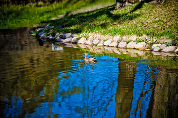 wild duck brown close-up in the grass 