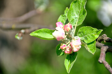 white apple blossoms, apple tree