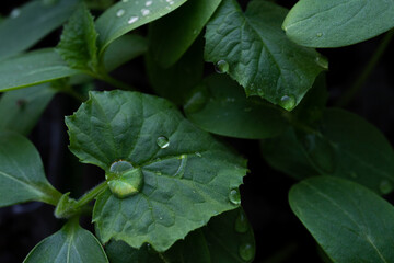 Green leaf with water drops