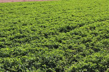 Green alfalfa  field. Animal feed.