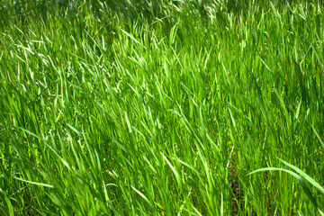 green grass swaying in the wind