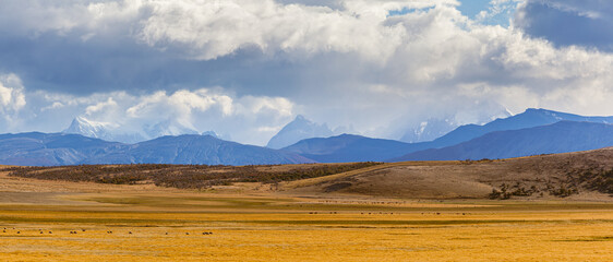 Panoramic landscape with sheep and cows grazing on the pampas and the Paine mountain range in the background in Patagonia, south Chile