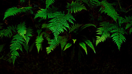 Naklejka na ściany i meble fern in the jungle