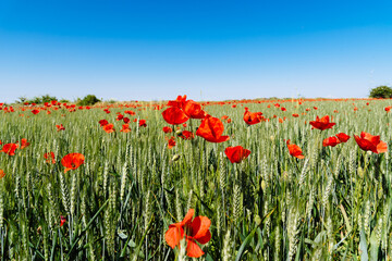 Wild Red poppies field in spring time in Brihuega, Guadalajara, Spain. Abstract background with poppies in the field.