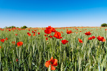 Wild Red poppies field in spring time in Brihuega, Guadalajara, Spain. Abstract background with poppies in the field.