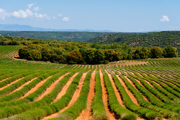 Lavender fields. Early morning in spring time. Landscape in Brihuega, Guadalajara, Spain