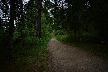Fototapeta premium Itasca State Park 