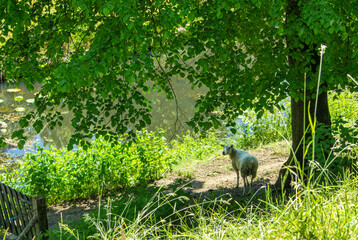 sheep in the grass