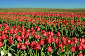 Fototapeta premium Beautiful view of field with blossoming tulips on sunny day