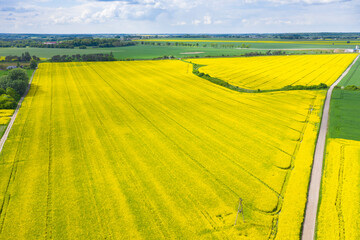 Pola kwitnącego rzepaku © Dejan Gospodarek