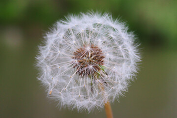 Dandelion against blurred background close-up. The concept of spring, summer. Selective focus