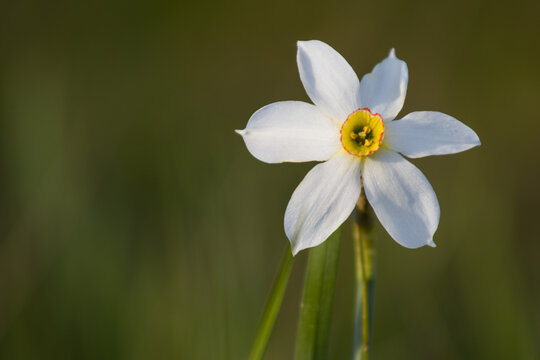the Narcissus of Mount Linzone