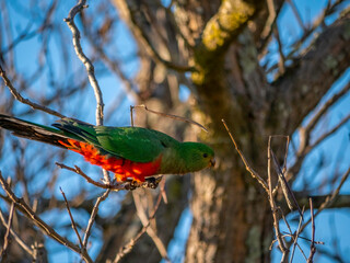 King Parrot About To Fly