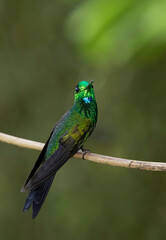 A beautiful hummingbird feeding on a flower in Costa Rica