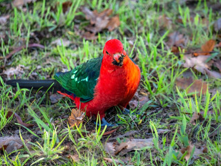 King Parrot With Moth