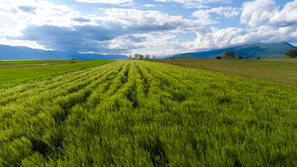 Fototapeta premium Aerial drone view of wheat field. Green cereals on sunset, view from above. Spikelet of wheat swaying in the wind. Young ripe ears swaying on the wind. Agriculture.