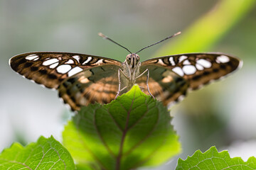 exotic butterfly photographed close-up