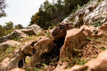 Close-up view of turtle climbing on stone at meadow on a sunny day