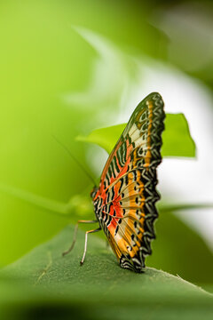 exotic butterfly photographed close-up