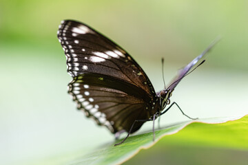 Obraz na płótnie Canvas exotic butterfly photographed close-up
