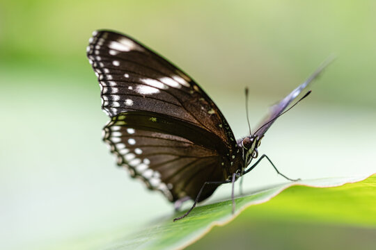 exotic butterfly photographed close-up