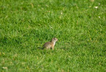 Ground Squirrel (Spermophilus citellus) eats the grass, looking around the neighborhood.