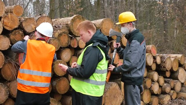 Special clothing. Research of wood in the warehouse. The backs of the workers are discussing the processing of the trunks. Search for rotten trees.