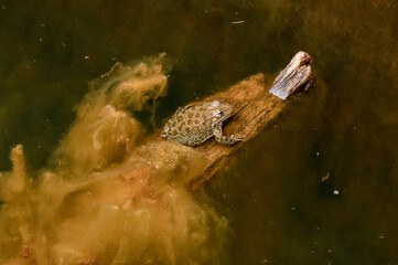 Top view of frog sitting on wooden stick in the water.