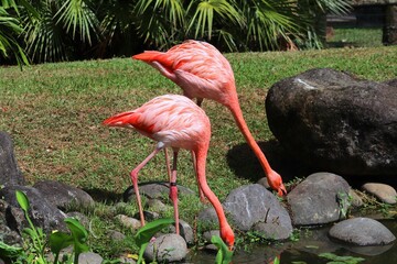 Pink flamingos in Guadeloupe
