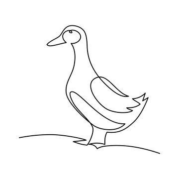 Duck in continuous line art drawing style. Minimalist black linear sketch isolated on white background. Vector illustration