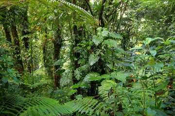 Rainforest in Guadeloupe National Park