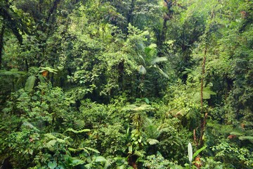 Green rainforest in Guadeloupe National Park