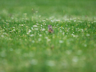 Ground Squirrel (Spermophilus citellus) eats the grass, looking around the neighborhood.