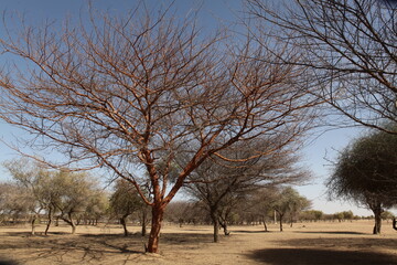 foret d’acacias dans la région du ferlo au Sénégal dans la zone soudano sahelienne