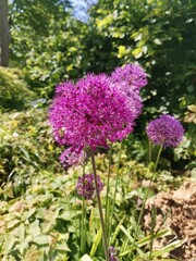 Wild purple garlic flower growing in a parc in Brussels, Belgium. 