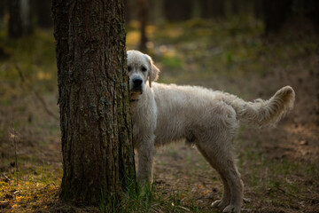 Obraz premium Beautiful golden retriever dog outside.