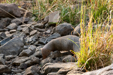 Indian grey mongoose or Herpestes edwardsii at ranthambore national park or tiger reserve rajasthan...