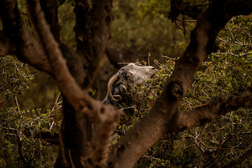 view through the trees of goat with twisted horn eating green bush