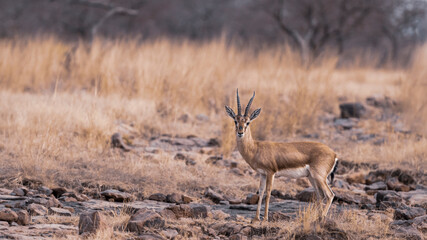 Chinkara or Indian gazelle an Antelope portrait in natural scenic background at ranthambore national park or reserve sawai madhopur rajasthan india - Gazella bennettii