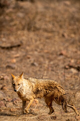 Indian jackal or Canis aureus indicus subspecies of golden jackal in action at ranthambore national park or tiger reserve sawai madhopur rajasthan india