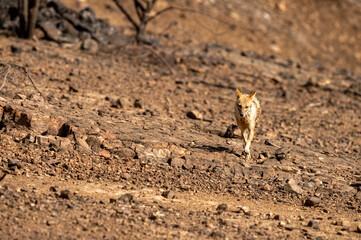 Indian jackal or Canis aureus indicus subspecies of golden jackal head on at ranthambore national park or tiger reserve sawai madhopur rajasthan india