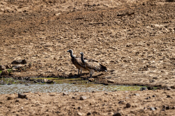 Indian vulture or long billed vulture or Gyps indicus pair near water body during hot summer at Ranthambore National Park or Tiger Reserve Rajasthan india