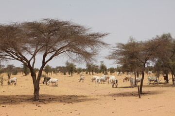 Troupeau de vaches zébus, zone soudano sahelienne région des pasteur nomades peul au sénégal