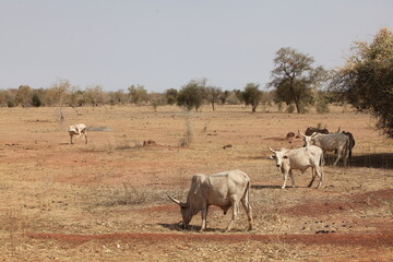 Troupeau de vaches zébus, zone soudano sahelienne région des pasteur nomades peul au sénégal