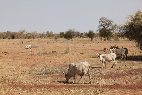 Troupeau de vaches z&eacute;bus, zone soudano sahelienne r&eacute;gion des pasteur nomades peul au s&eacute;n&eacute;gal