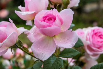 pink rose bush